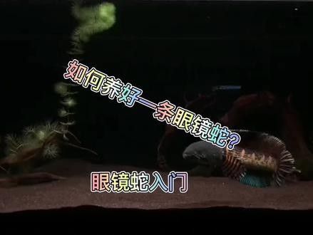 黃金雷龍魚能混養嗎怎么養