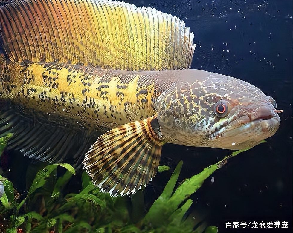 黃金雷龍魚能混養嗎怎么養