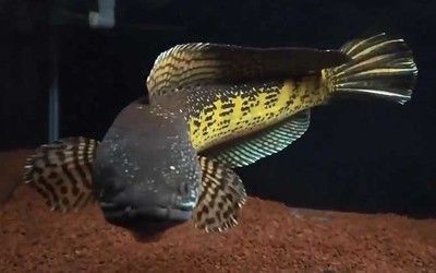 野生雷龍魚,多久會進食啊：野生雷龍魚的進食習慣