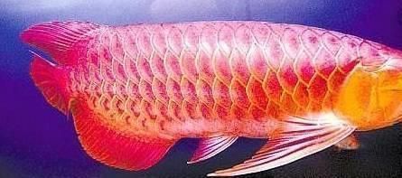 龍魚如何發色好看：如何培養龍魚使其發色更加吸引人