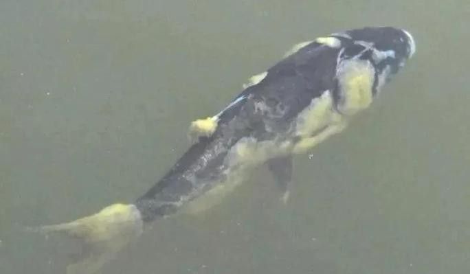 銀龍魚身上長白毛怎么治療圖片