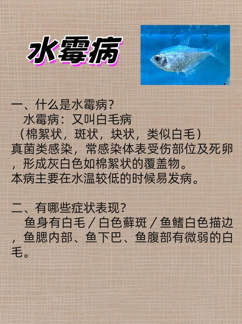 銀龍魚身上長白毛怎么治療圖片