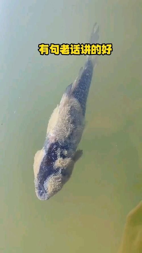 銀龍魚身上長白毛怎么治療圖片
