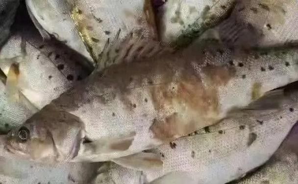 銀龍魚身上長白毛怎么治療圖片