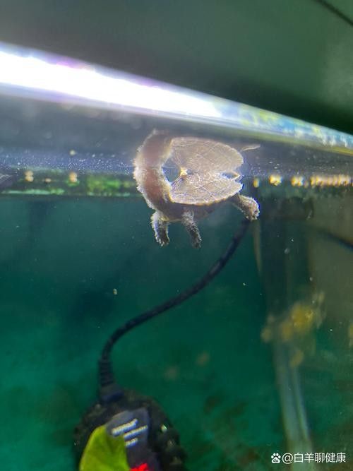 銀龍魚身上長白毛怎么治療圖片