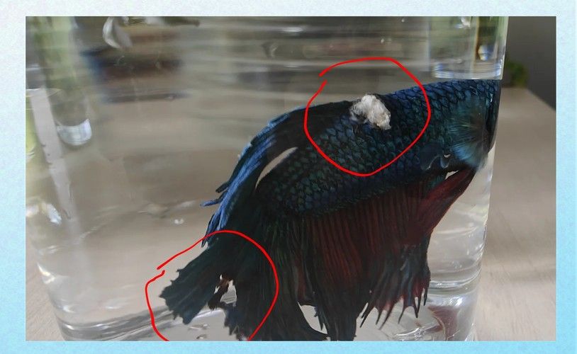 銀龍魚身上長白毛怎么治療圖片