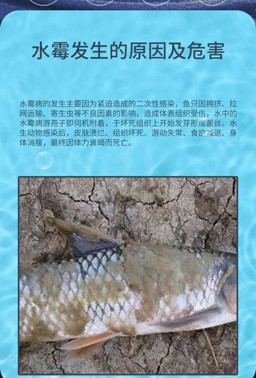 銀龍魚身上長白毛怎么治療圖片