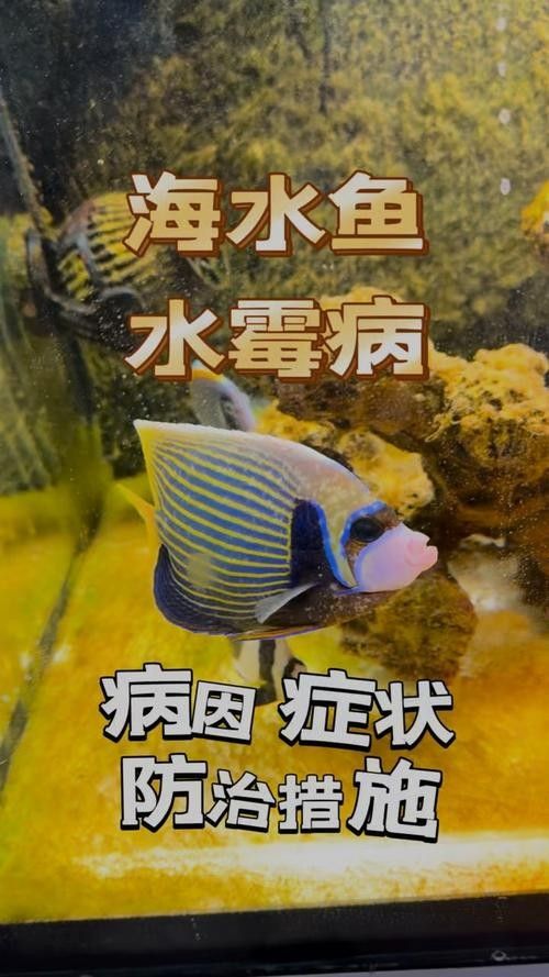 銀龍魚身上長白毛怎么治療圖片