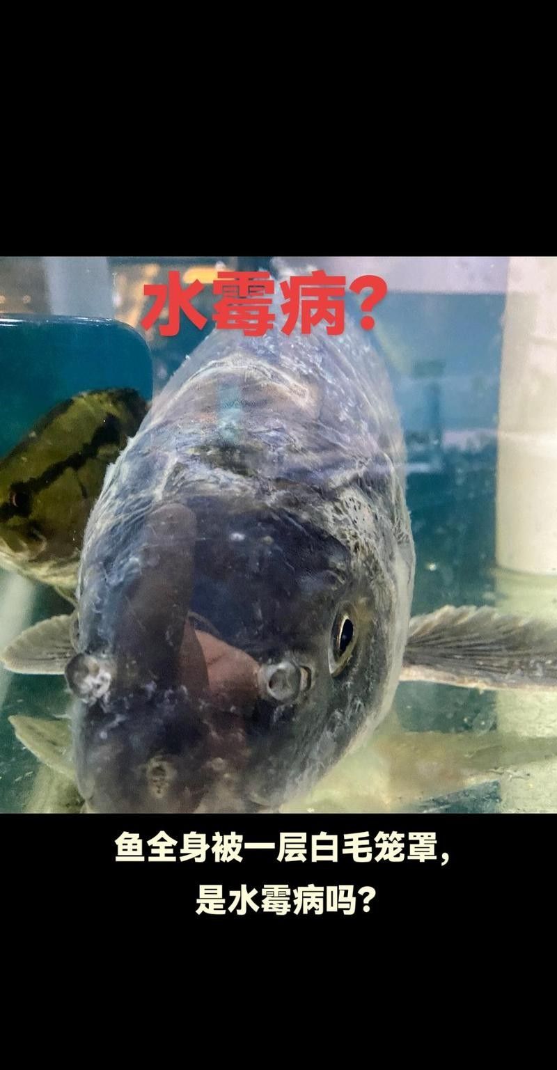銀龍魚身上長白毛怎么治療圖片