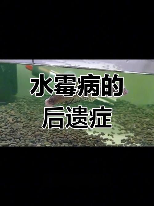 銀龍魚身上長白毛怎么治療圖片