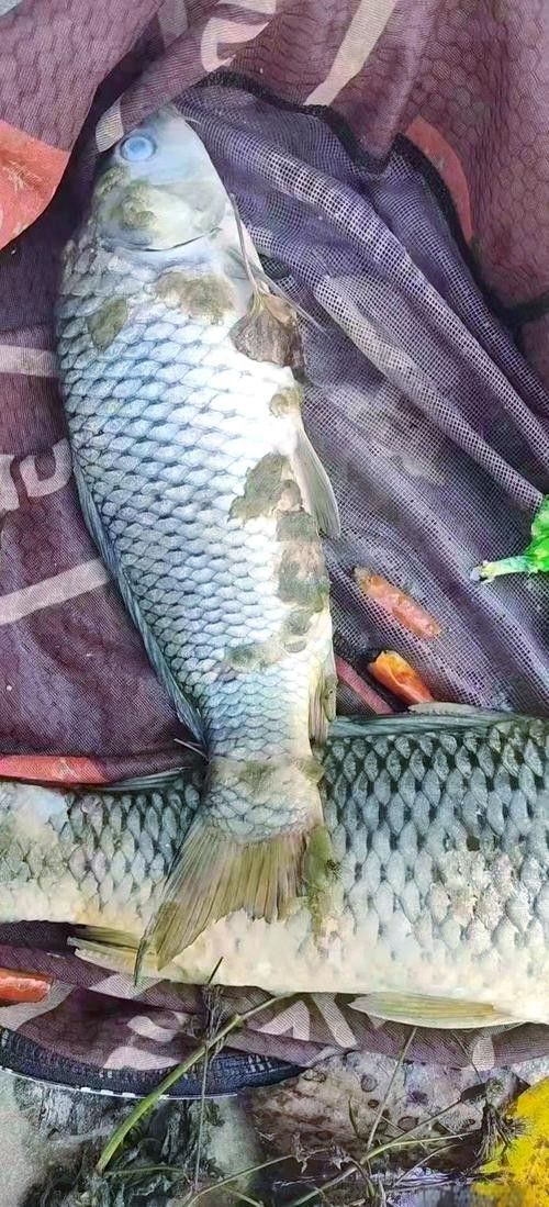 銀龍魚身上長白毛怎么治療圖片