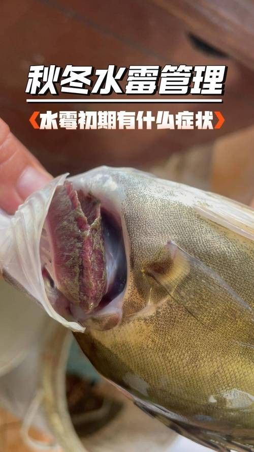 銀龍魚身上長白毛怎么治療圖片