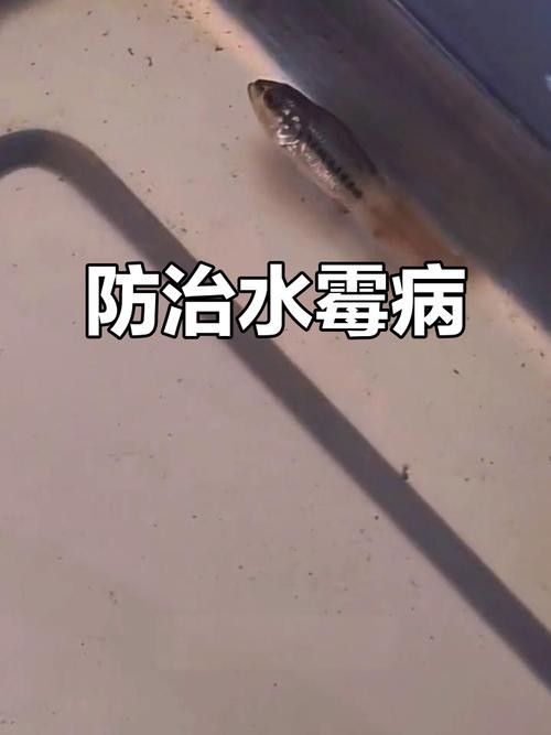 銀龍魚身上長白毛怎么治療圖片