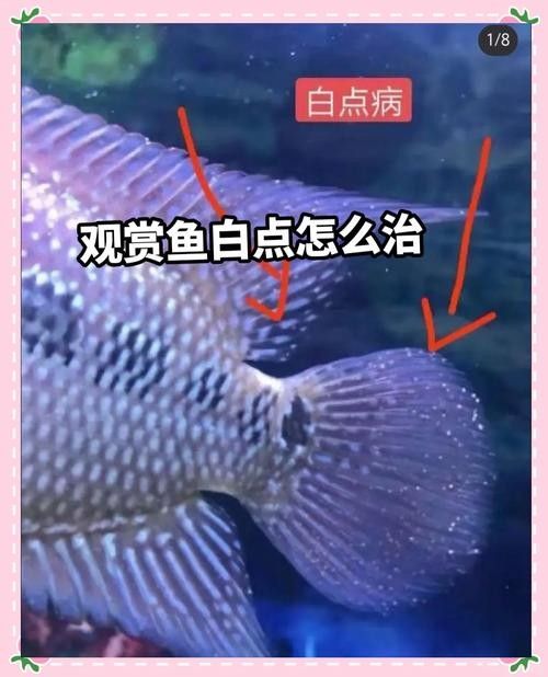 銀龍魚身上長白毛怎么治療圖片