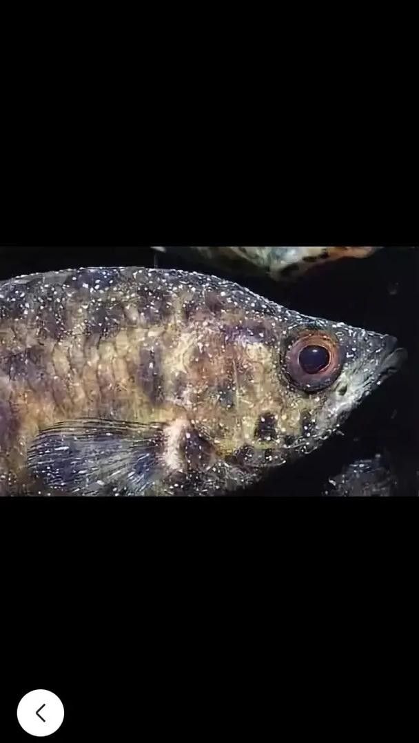 銀龍魚身上長白毛怎么治療圖片