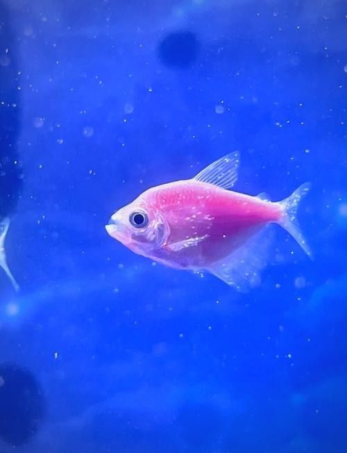 銀龍魚身上長白毛怎么治療圖片