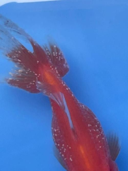 銀龍魚身上長白毛怎么治療圖片