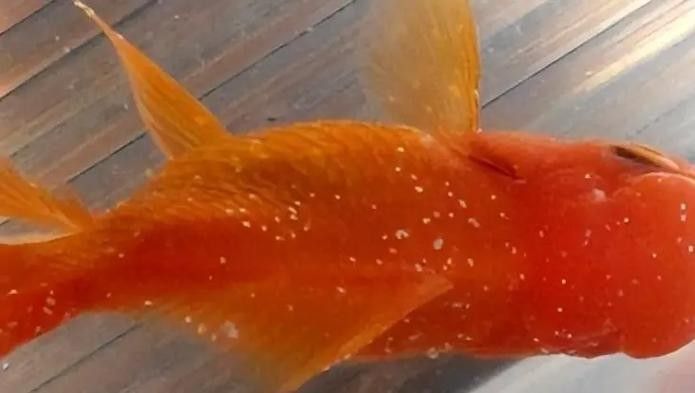 銀龍魚身上長白毛怎么治療圖片