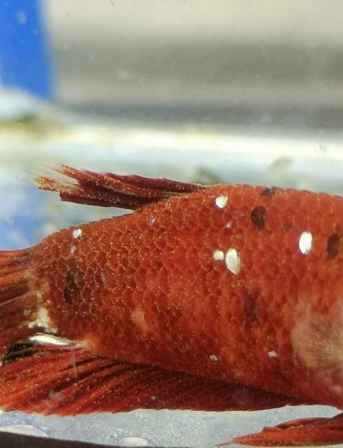 銀龍魚身上長白毛怎么治療圖片