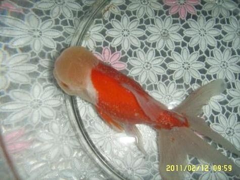 銀龍魚身上長白毛怎么治療圖片