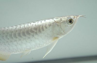 龍魚排卵有危險(xiǎn)嗎：龍魚排卵存在一定的風(fēng)險(xiǎn)主要集中在母龍魚身上