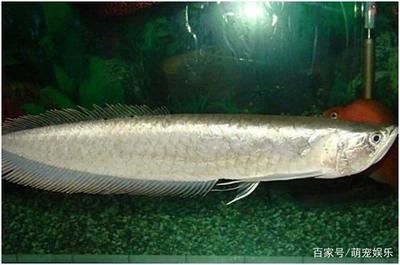 銀龍魚掉了一塊鱗片怎么辦（銀龍魚掉鱗片可能由多種原因引起，包括水質問題、物理傷害等）