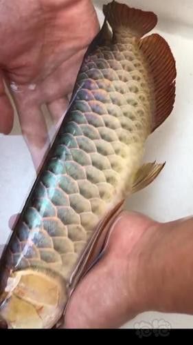 翡翠綠底金龍魚圖片