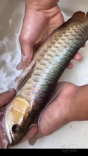 翡翠綠底金龍魚圖片