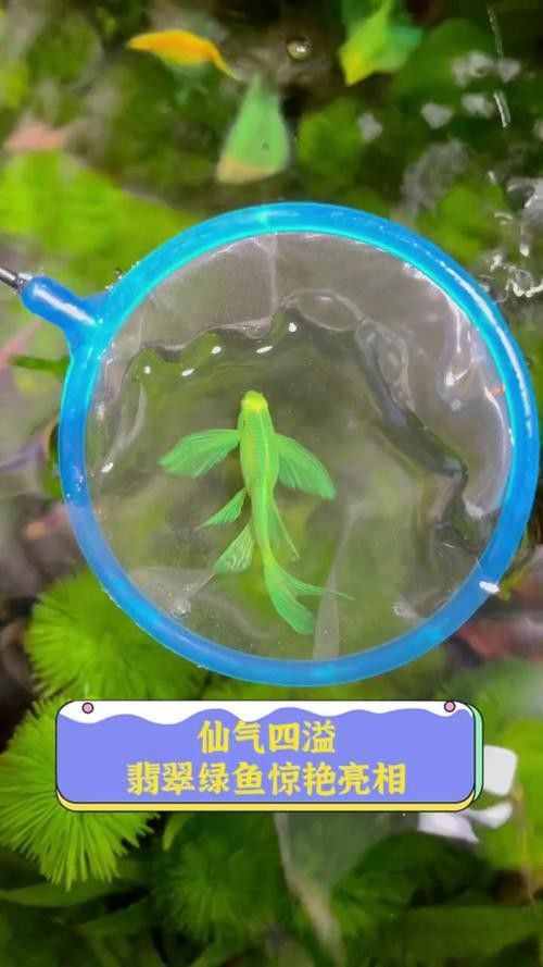 翡翠綠底金龍魚圖片