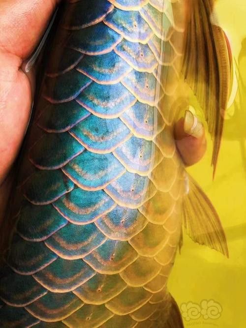 翡翠綠底金龍魚圖片