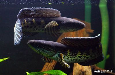 冷水雷龍魚怎么養（冷水雷龍魚適合在水溫較低的環境下生活具體的水溫范圍是16-24攝氏度）
