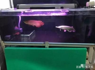 九條龍魚混養(yǎng) 多大的魚缸好：九條龍魚混養(yǎng)情況推薦，最小推薦魚缸尺寸，