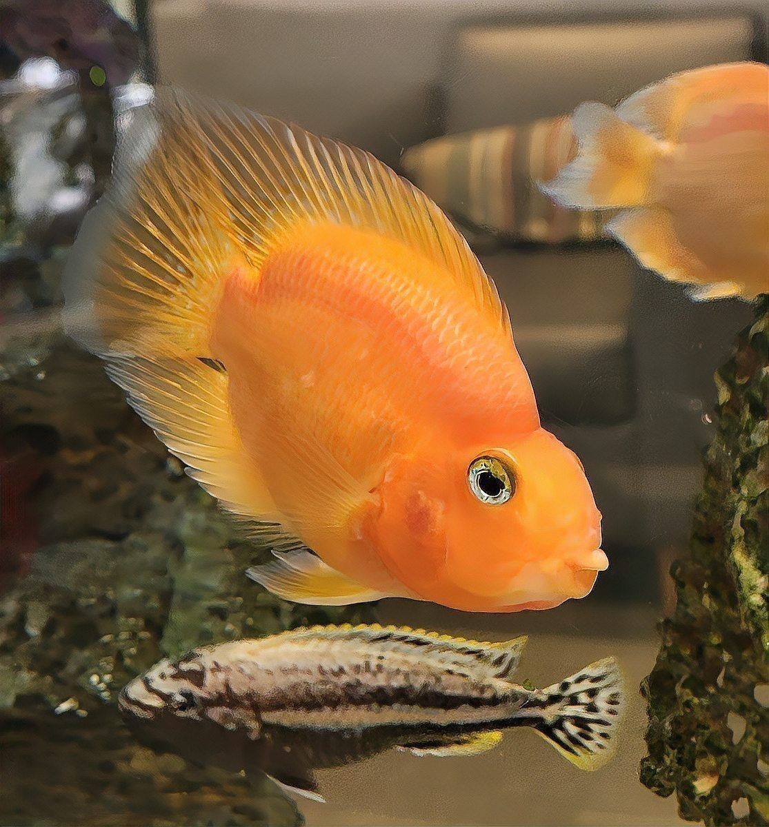 金魚必吃的10種蔬菜