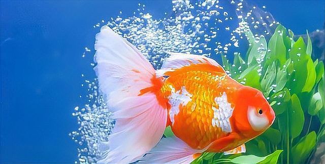 金魚必吃的10種蔬菜