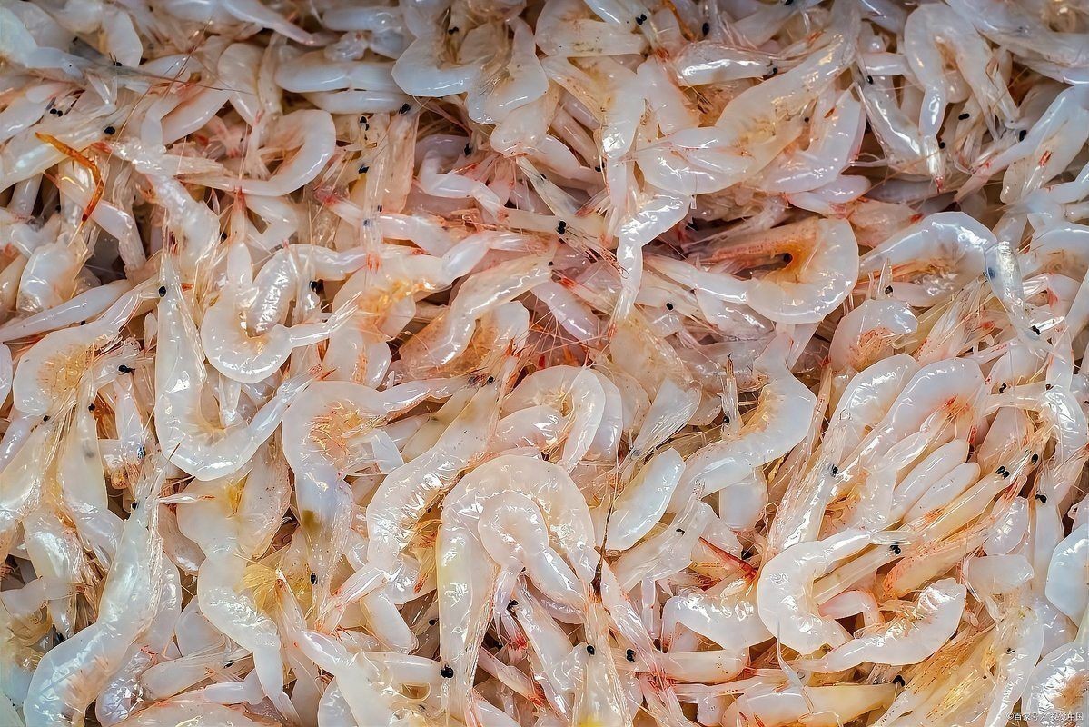 金魚必吃的10種蔬菜