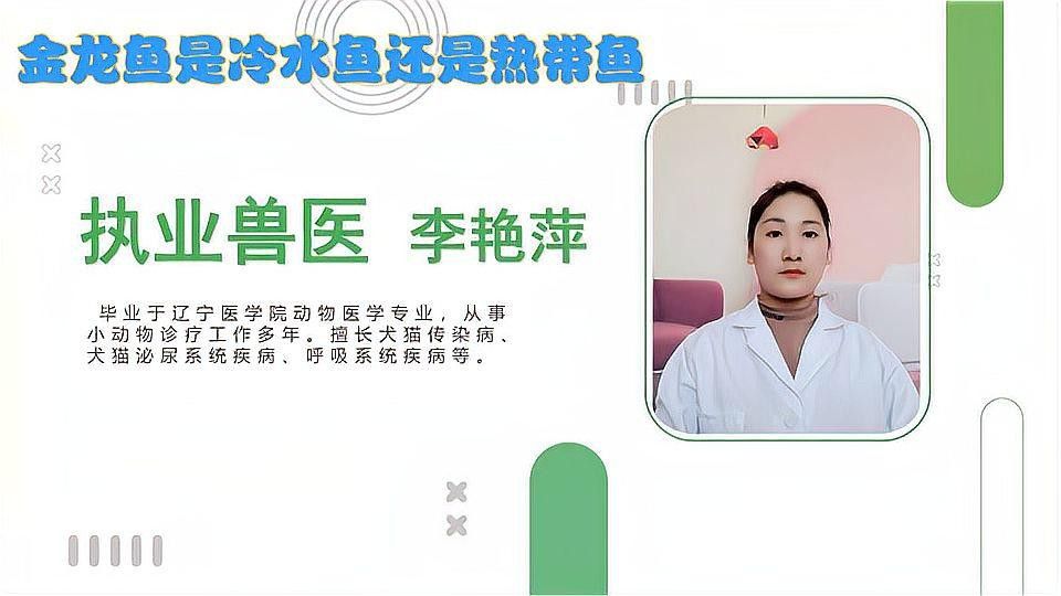 冷水金龍魚做法