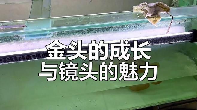 金龍魚金頭形成需要多長時間？