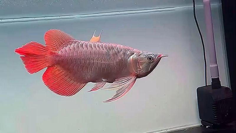 有沒有短身福龍王魚的視頻資料？