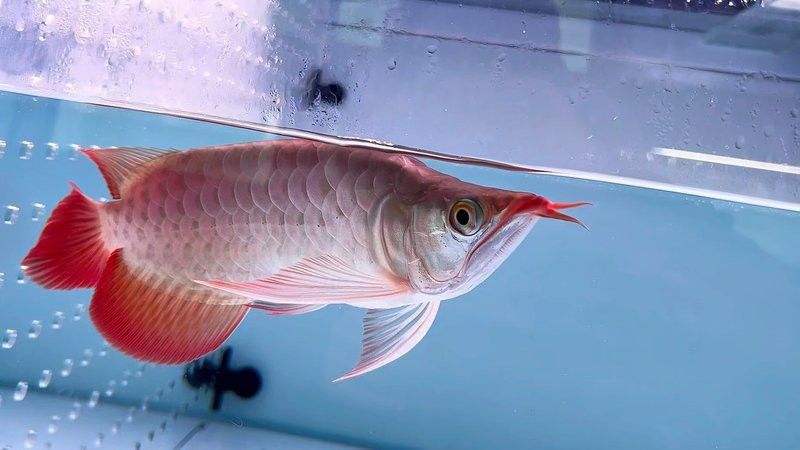 有沒有短身福龍王魚的視頻資料？