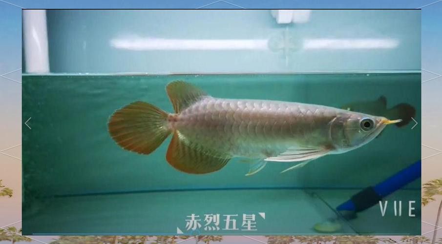 哪些食物有助于預(yù)防龍魚寄生蟲？