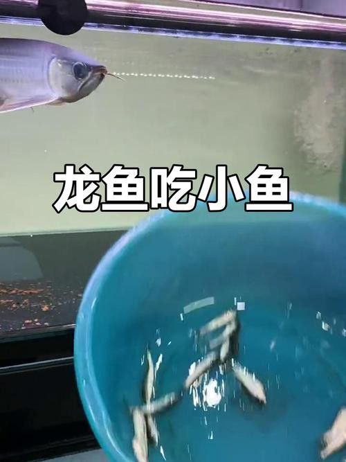 哪些食物有助于預(yù)防龍魚寄生蟲？