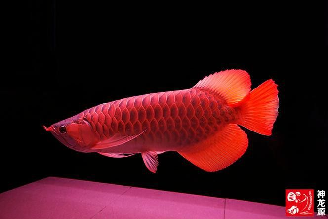 紅龍魚的視頻大全圖片高清