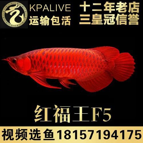 紅龍魚的視頻大全圖片高清