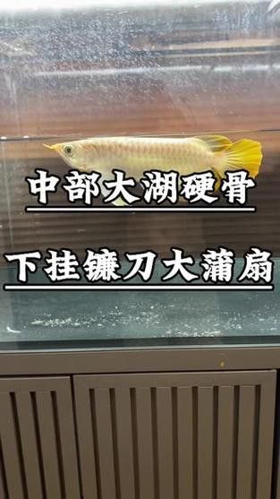 紅龍魚的視頻大全圖片高清