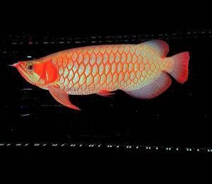 紅龍魚的視頻大全圖片高清
