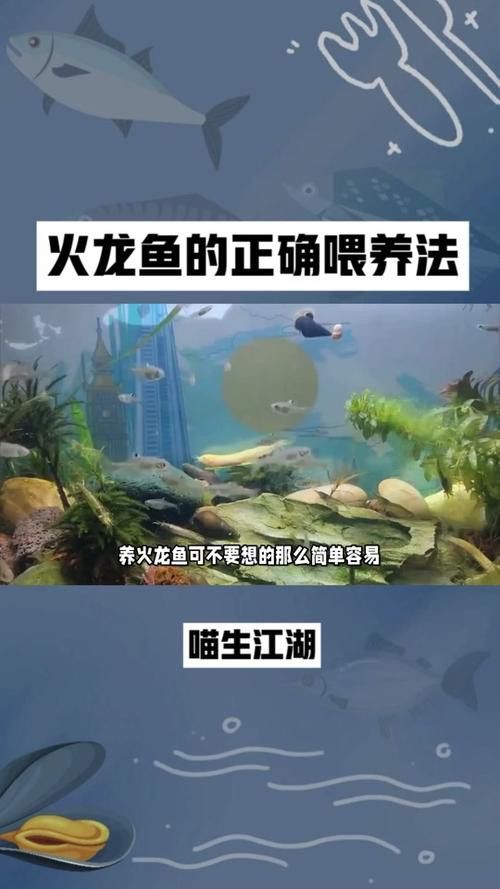 小火龍魚換水時需要注意什么？