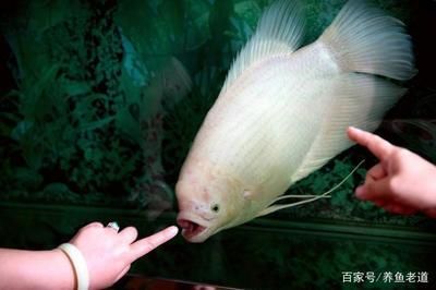 40公分龍魚配魚多大適合養（40公分的魚缸能養龍魚嗎）