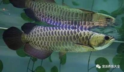 龍魚壓養是什么意思:龍魚壓養是一種特殊的飼養方式,龍魚壓養是什么意思 龍魚百科 第2張 龍魚壓養是什么意思:龍魚壓養是一種特殊的飼養方式,龍魚壓養是什么意思 龍魚壓養是什么意思:龍魚壓養是一種特殊的飼養方式,龍魚壓養是什么意思 龍魚百科 第2張