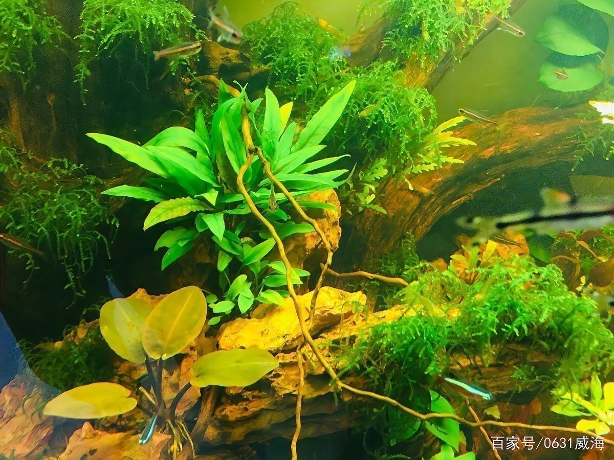 如何模擬金龍魚在魚缸中的燈光效果？