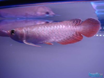 怎么讓金龍魚發色更好：如何提高金龍魚的發色？